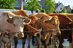 Foire du 17 août à Nasbinals