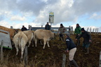 fin d'estive en Aubrac