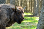 Bison d'europe parc de Ste Eulalie